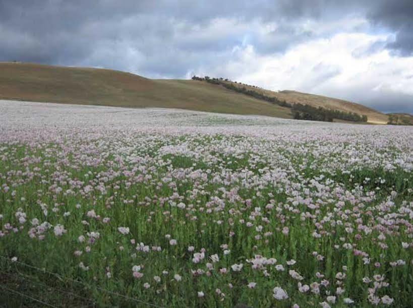 Curringa Farm Βίλα Meadowbank Εξωτερικό φωτογραφία