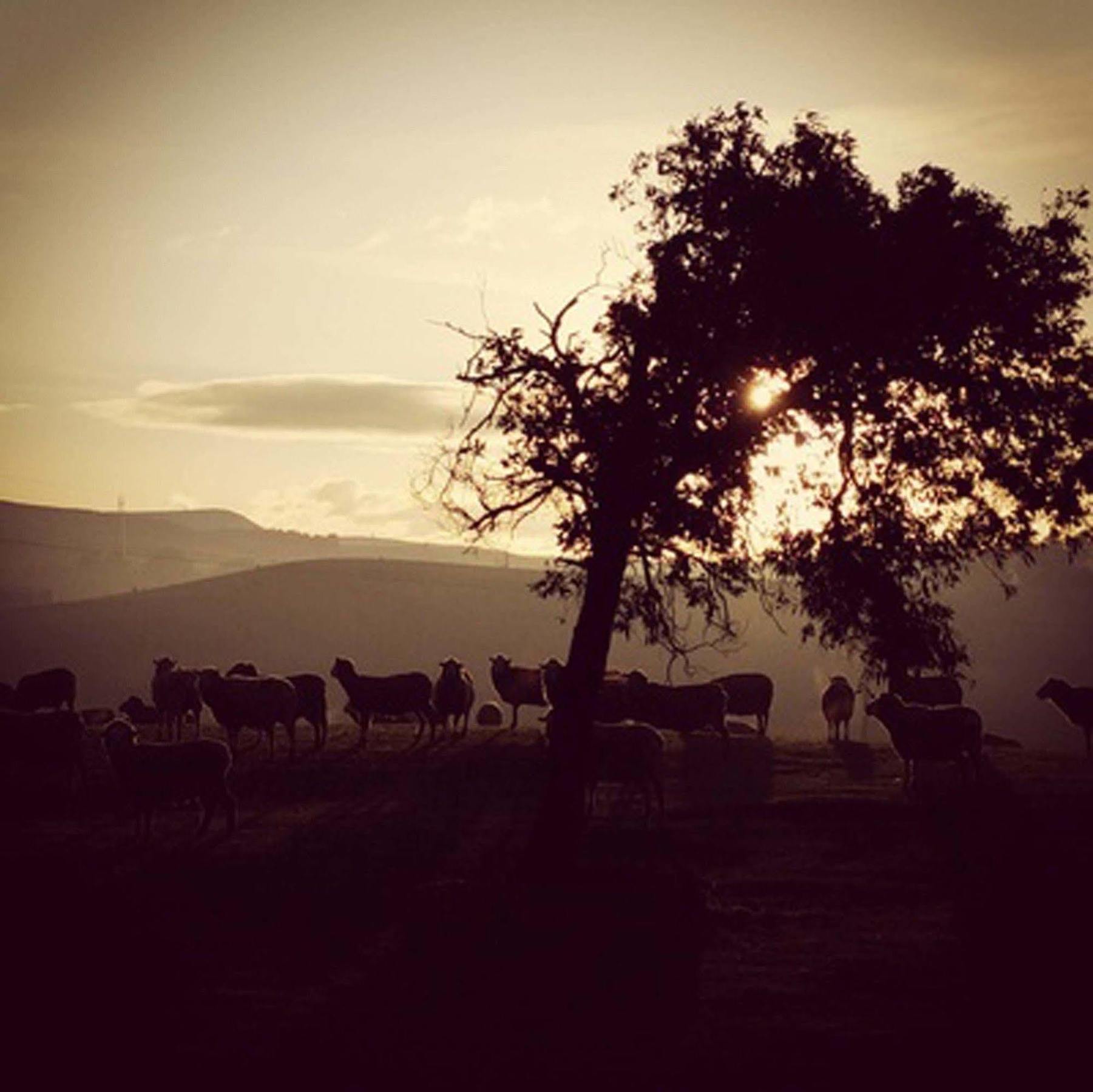 Curringa Farm Βίλα Meadowbank Εξωτερικό φωτογραφία